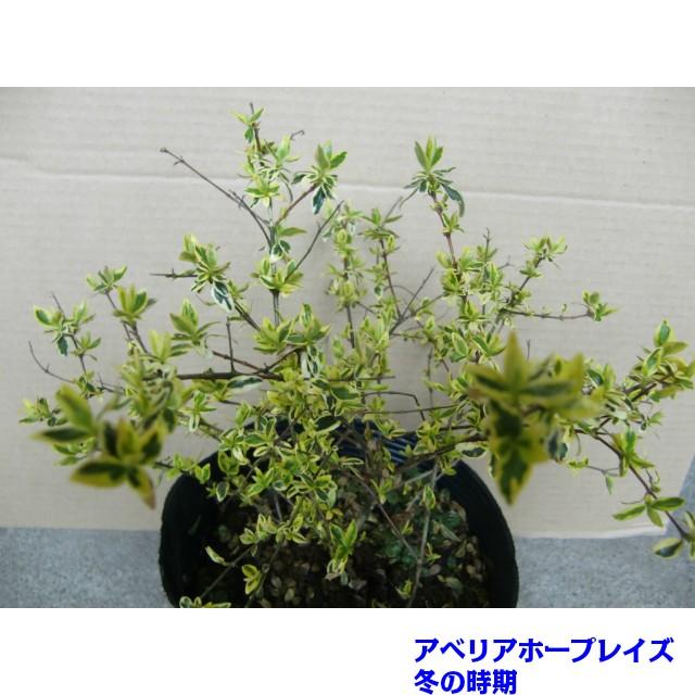 植木 アベリア ホープレイズ 斑入りアベリア 15 0ｐ 30本 0 2ｍ前後 002 030 猪之助商店 通販 Yahoo ショッピング