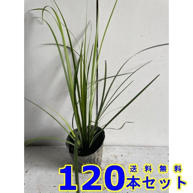 オウゴンセキショウ (黄金石菖)  10.5ｐ          120本      グランドカバー　下草　雑草予防