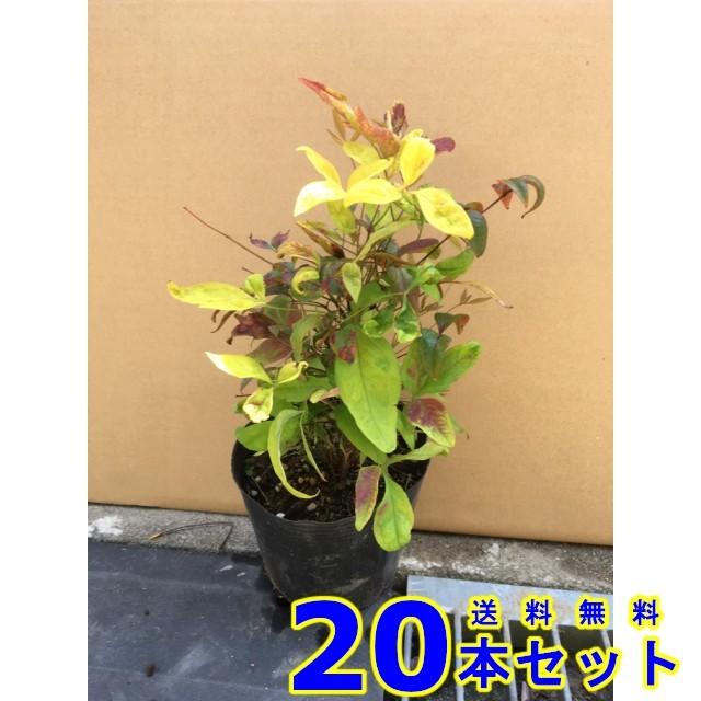 植木 オタフクナンテン (お多福南天) 13.5ｐ 20本 樹高0.2ｍ前後 13.5ｐ 植木　苗木　シンボルツリー　生垣