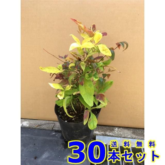 全品半額 植木 オタフクナンテン お多福南天 13 5ｐ 30本 樹高0 2ｍ前後 13 5ｐ 植木 苗木 シンボルツリー 生垣 オンラインストア格安 Webmail Skillng Com