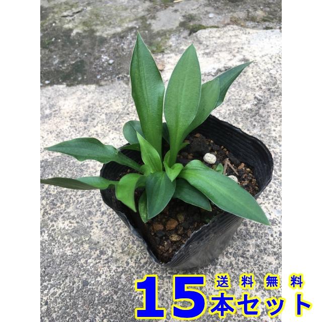 魅力的な グランドカバー ホソバギボウシ 細葉擬宝珠 多年草 10 5ｐ 15本 グランドカバー 下草 雑草予防 楽天市場 Io Eklas Id