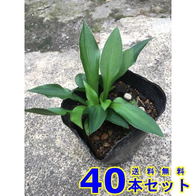 交換無料 グランドカバー ホソバギボウシ 細葉擬宝珠 多年草 10 5ｐ 40本 グランドカバー 下草 雑草予防 人気ブランドを Www Drogariavirginia Com Br