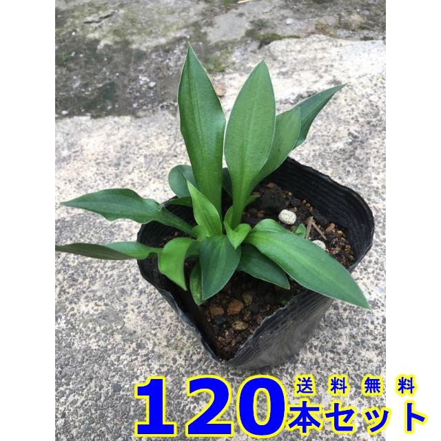 ホソバギボウシ (細葉擬宝珠　多年草) 10.5ｐ 120本 グランドカバー　下草　雑草予防
