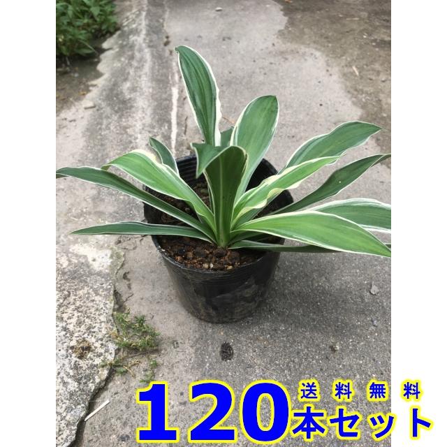 フイリホソバギボウシ (斑入り細葉擬宝珠　多年草) 10.5ｐ 120本 グランドカバー　下草　雑草予防
