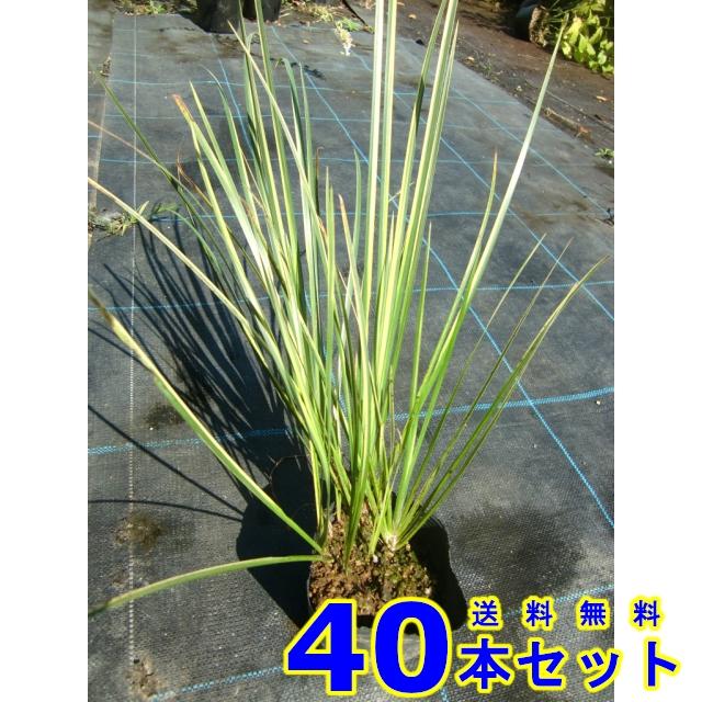 フイリセキショウ 苗 斑入り石菖 10 5ｐ 40本 40本 グランドカバー 下草 雑草予防