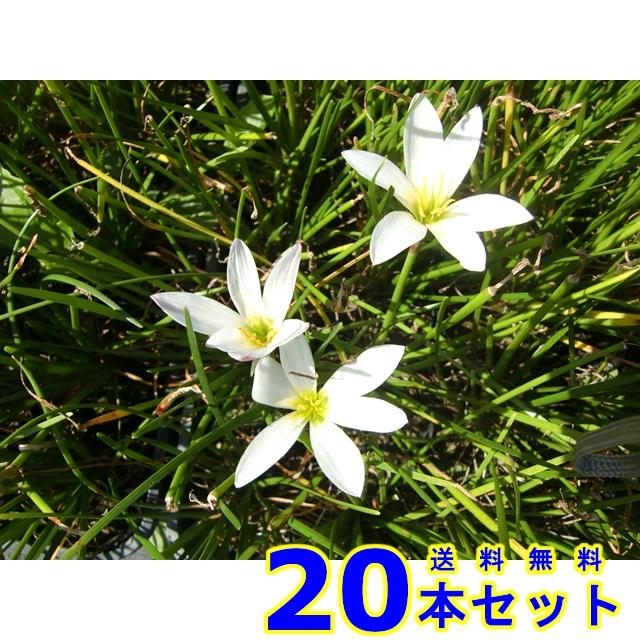 値引 グランドカバー タマスダレ 玉簾 9 0ｐ 本 グランドカバー 下草 雑草予防 即発送可能 Zoetalentsolutions Com