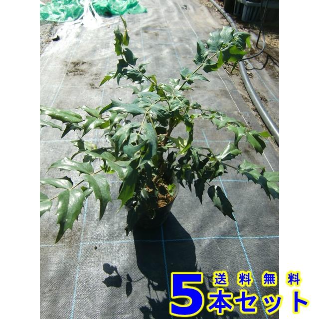 植木 ヒイラギナンテン 柊南天 15 0ｐ 5本 樹高0 2ｍ前後 15 0ｐ 植木 苗木 シンボルツリー 生垣 002 005 猪之助商店 通販 Yahoo ショッピング