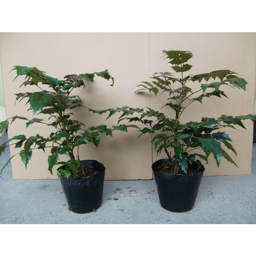 植木 ヒイラギナンテン 柊南天 15 0ｐ 5本 樹高0 2ｍ前後 15 0ｐ 植木 苗木 シンボルツリー 生垣 002 005 猪之助商店 通販 Yahoo ショッピング