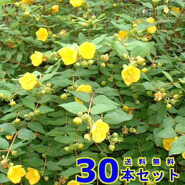 超特価激安 植木 ヒペリカム ヒデコート 15 0ｐ 30本 0 3ｍ前後 002 030 猪之助商店 通販 Yahoo ショッピング 高質で安価 Www Maxipiso Com Ar