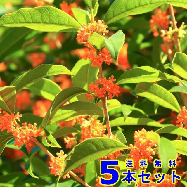 植木 キンモクセイ 金木犀 15 0ｐ 5本 樹高0 5ｍ前後 苗木 シンボルツリー 生垣 人気商品は