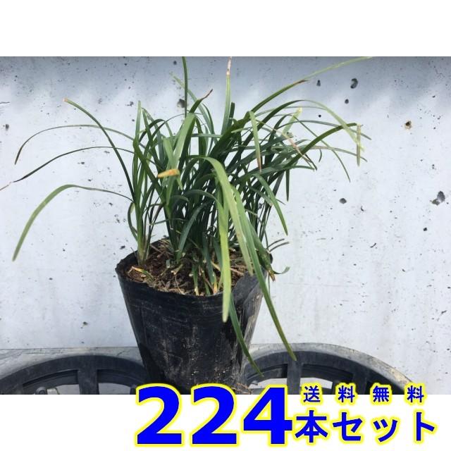 リュウノヒゲ (竜の髯)  9.0ｐ          224本      グランドカバー　下草　雑草予防