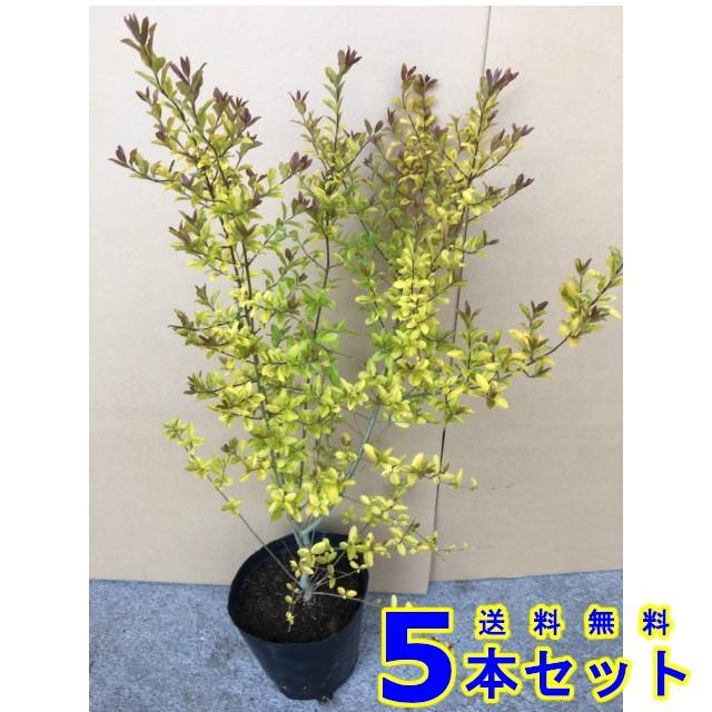 1668円 至高 植木 プリペットレモンアンドライム セイヨウイボタ 15 0ｐ 5本 樹高0 3ｍ前後 苗木 シンボルツリー 生垣