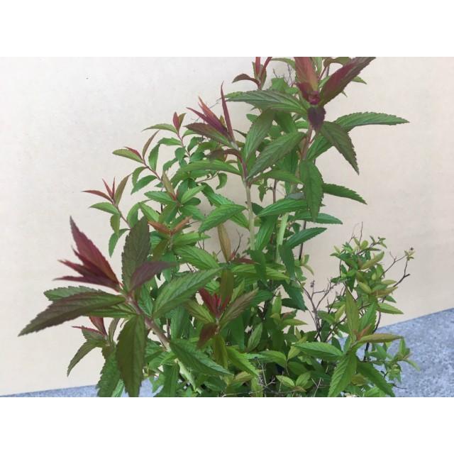 植木 シモツケ (下野　花色　ピンク) 15.0ｐ 20本 樹高0.3ｍ前後 15.0ｐ 植木　苗木　シンボルツリー　生垣_1
