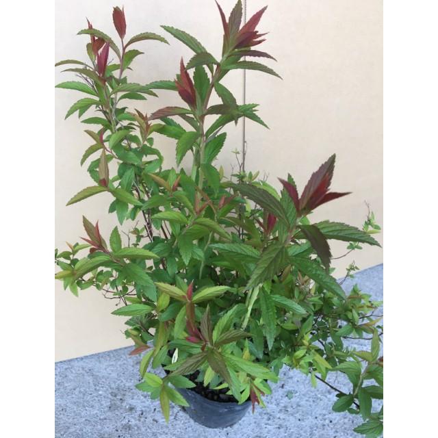植木 シモツケ (下野　花色　ピンク) 15.0ｐ 20本 樹高0.3ｍ前後 15.0ｐ 植木　苗木　シンボルツリー　生垣_2