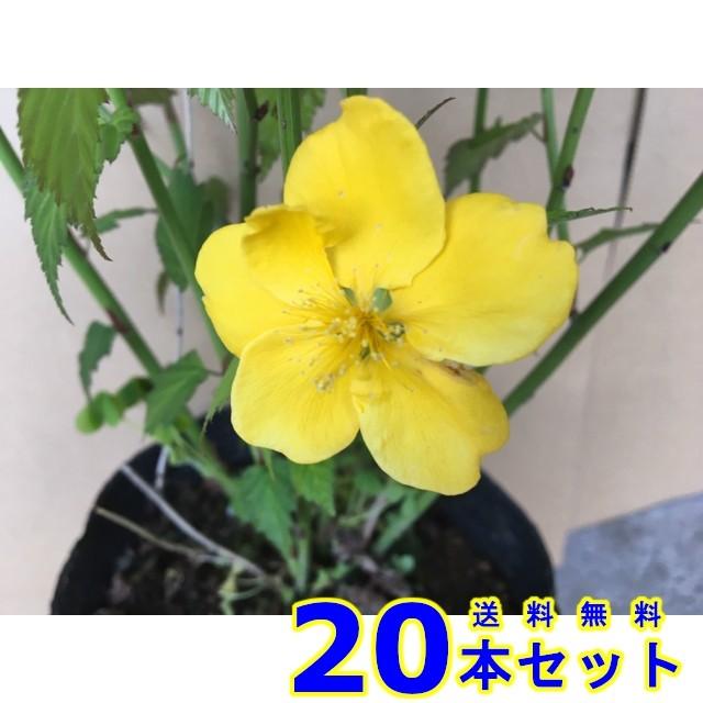 植木 ヤマブキ　ヒトエ (山吹　一重) 15.0ｐ 20本 樹高0.5ｍ前後 15.0ｐ 植木　苗木　シンボルツリー　生垣