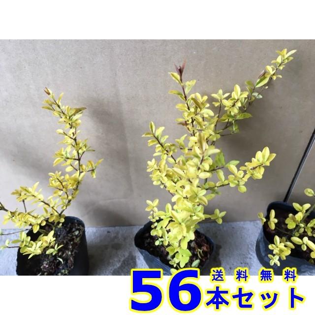 セイヨウイボタ 苗 プリペットレモンアンドライム 7 5ｐ 56本 猪之助商店のプリペットレモンアンドライム 植木 苗木 シンボルツリー 生垣 グランドカバー 下草 002 056 猪之助商店 新作セール
