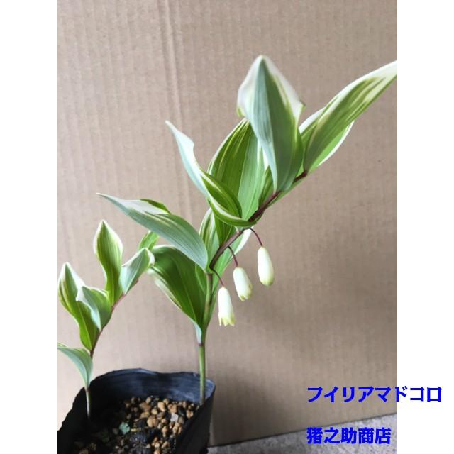 植木 フイリアマドコロ フイリナルコラン フイリナルコユリ 9 0ｐ 5本 樹高0 2ｍ前後 9 0ｐ 植木 苗木 シンボルツリー 生垣 002 005 猪之助商店 通販 Yahoo ショッピング