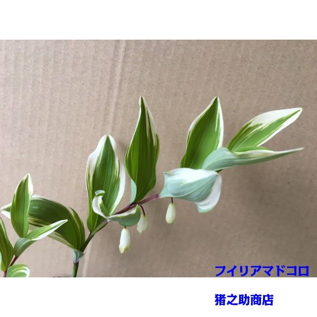 植木 フイリアマドコロ フイリナルコラン フイリナルコユリ 9 0ｐ 5本 樹高0 2ｍ前後 9 0ｐ 植木 苗木 シンボルツリー 生垣 002 005 猪之助商店 通販 Yahoo ショッピング
