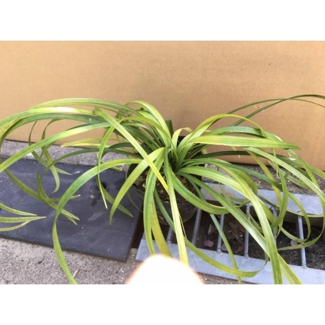 ノシラン 熨斗蘭 山野草 10 5ｐ 1本 グランドカバー 下草 雑草予防 002 001 猪之助商店 通販 Yahoo ショッピング