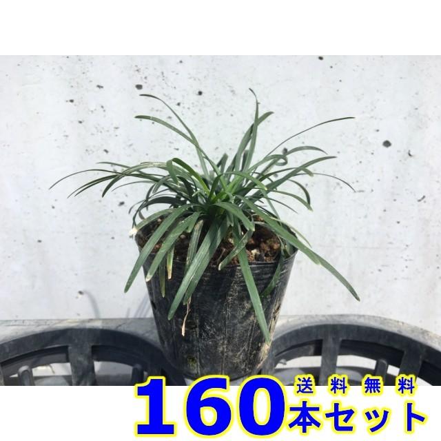 タマリュウ (玉竜) 7.5ｐ 160本 グランドカバー　下草　雑草予防