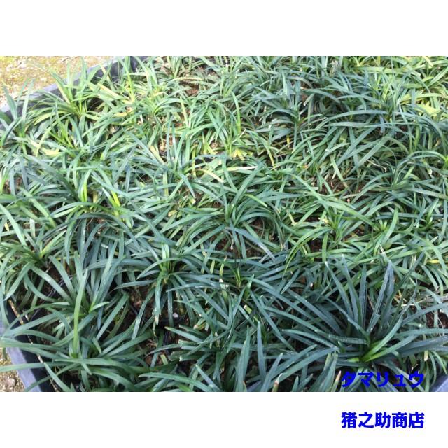 タマリュウ (玉竜) 7.5ｐ 240本 グランドカバー　下草　雑草予防_2