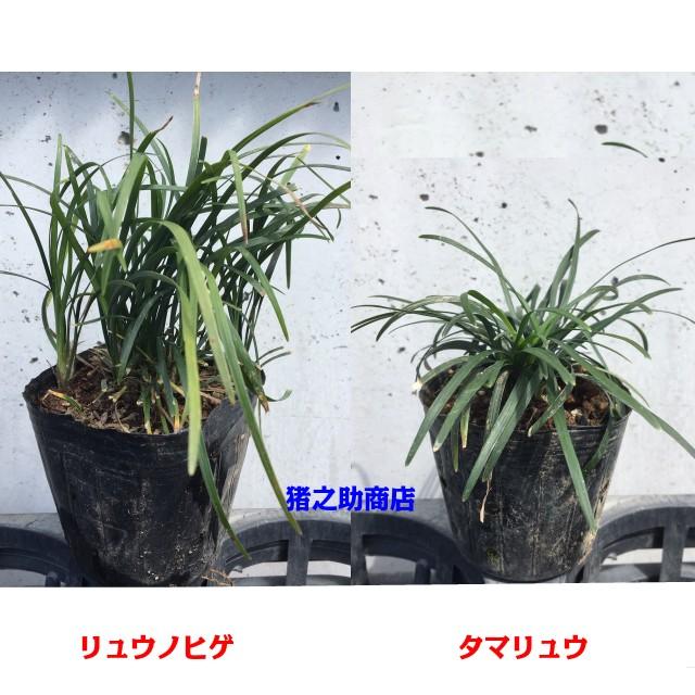 タマリュウ (玉竜) 7.5ｐ 240本 グランドカバー　下草　雑草予防_3