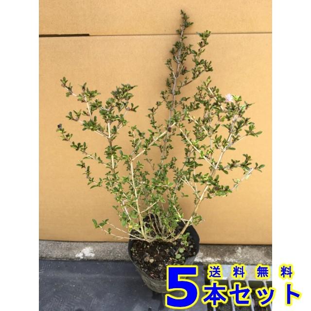 2160円 受注生産品 植木 ハクチョウゲ ピンク花 白丁花 15 0ｐ 5本 樹高0 3ｍ前後 苗木 シンボルツリー 生垣