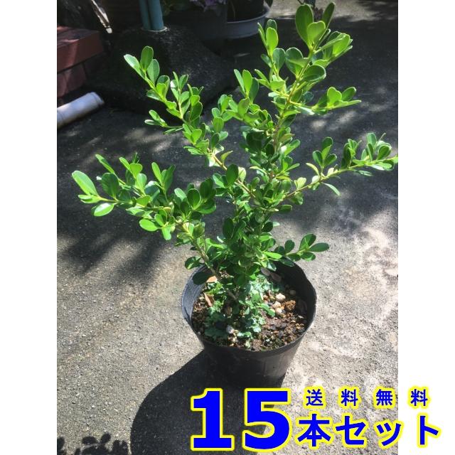 植木 生垣　ボックスウッド (常緑樹　低木)  13.5ｐ          15本      樹高0.3ｍ前後   13.5ｐ 植木　苗木　シンボルツリー　生垣