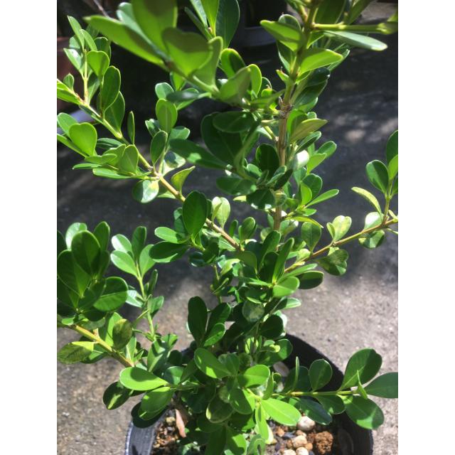 植木 生垣　ボックスウッド (常緑樹　低木)  13.5ｐ          15本      樹高0.3ｍ前後   13.5ｐ 植木　苗木　シンボルツリー　生垣_1