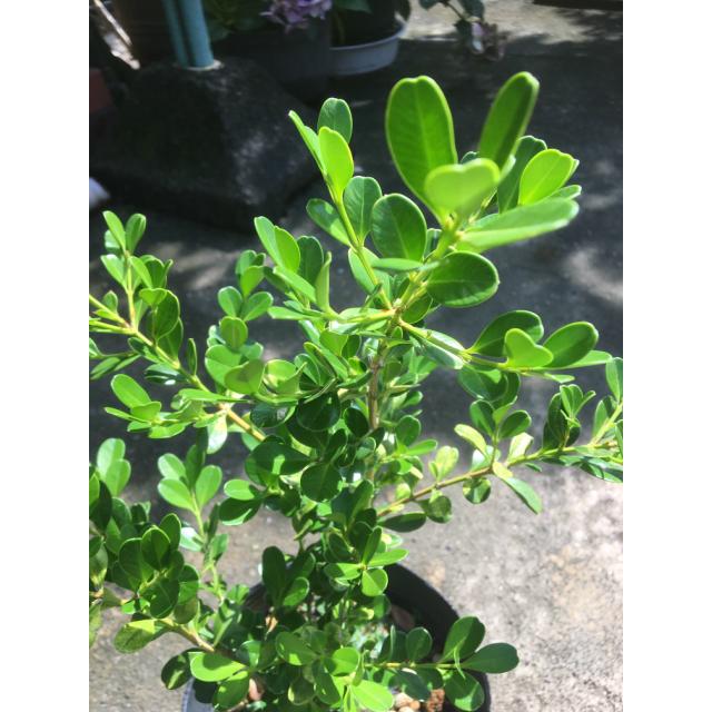 植木 生垣　ボックスウッド (常緑樹　低木)  13.5ｐ          15本      樹高0.3ｍ前後   13.5ｐ 植木　苗木　シンボルツリー　生垣_2