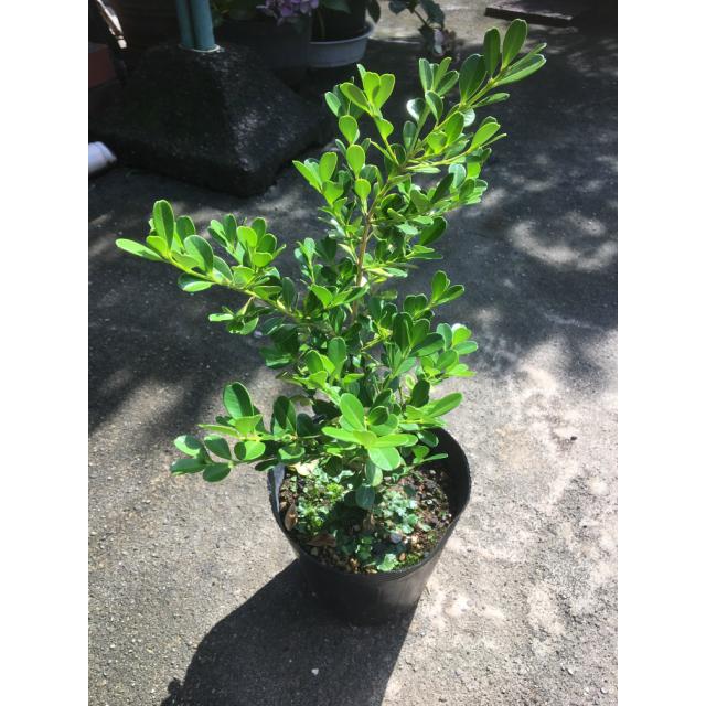 植木 生垣　ボックスウッド (常緑樹　低木)  13.5ｐ          15本      樹高0.3ｍ前後   13.5ｐ 植木　苗木　シンボルツリー　生垣_3