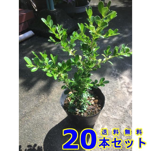 植木 生垣　ボックスウッド (常緑樹　低木)  13.5ｐ          20本      樹高0.3ｍ前後   13.5ｐ 植木　苗木　シンボルツリー　生垣