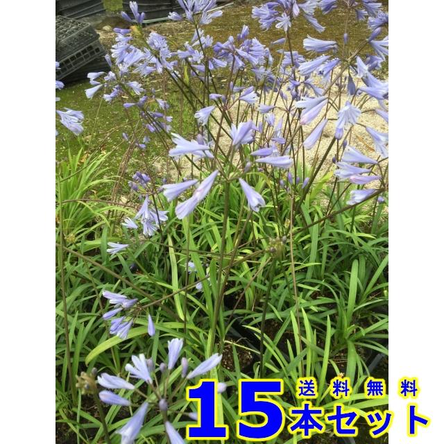 ヒメアガパンサス 姫アガパンサス 10 5ｐ 15本 グランドカバー 下草 雑草予防 グランドカバー 下草 Canipec Org Mx