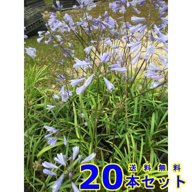 ヒメアガパンサス 姫アガパンサス 10 5ｐ 猪之助商店のヒメアガパンサス 本 002 0