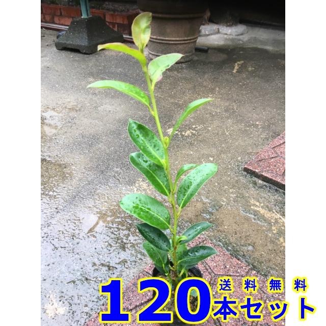 植木 サカキ (榊　青芽) 9.0ｐ 120本 樹高0.3ｍ前後 9.0ｐ 植木　苗木　シンボルツリー　生垣