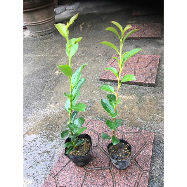 植木 サカキ (榊　青芽) 9.0ｐ 120本 樹高0.3ｍ前後 9.0ｐ 植木　苗木　シンボルツリー　生垣_3