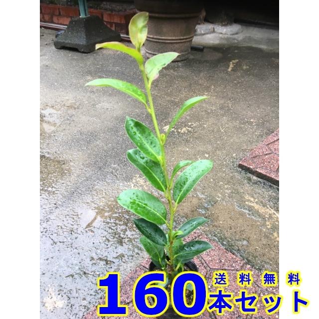 植木 サカキ (榊　青芽) 9.0ｐ 160本 樹高0.3ｍ前後 9.0ｐ 植木　苗木　シンボルツリー　生垣