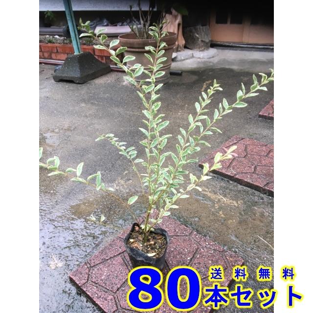 現金特価 植木 シルバープリペット 斑入りプリペット 10 5ｐ 80本 0 3ｍ前後 高知インター店 Www Thedailyspud Com