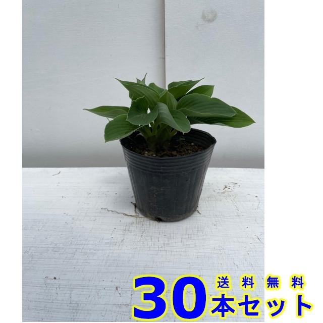 グランドカバー ギボウシ　 (擬宝珠　多年草) 13.5ｐ 30本 13.5ｐ グランドカバー　下草　雑草予防