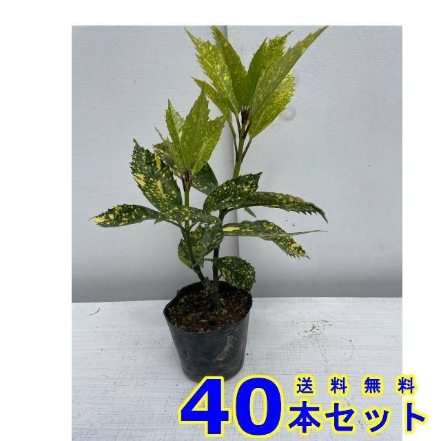 最適な価格 植木 フイリアオキ 斑入りアオキ 10 5ｐ 40本 0 2ｍ前後 新品即決 Southpointbd Com