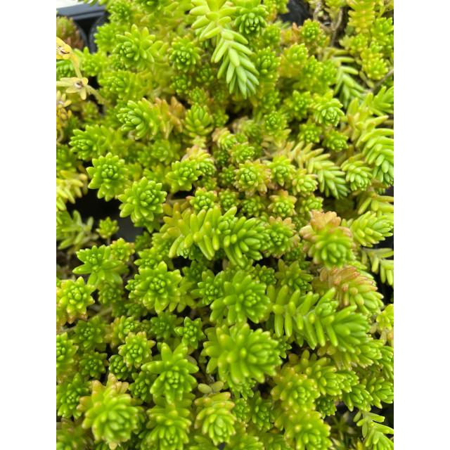 グランドカバー セダム モリムラマンネングサ (多肉植物 森村万年草