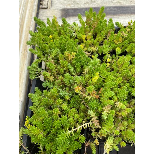 グランドカバー セダム モリムラマンネングサ 多肉植物 森村万年草 9 0ｐ 30本 9 0ｐ グランドカバー 下草 雑草予防 002 030 猪之助商店 通販 Yahoo ショッピング
