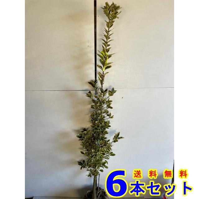 植木 フイリマサキ (斑入りマサキ) 根巻 6本 樹高1.2m前後