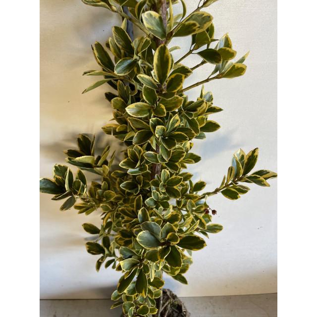 植木 フイリマサキ (斑入りマサキ) 根巻 6本 樹高1.2m前後 : 猪之助