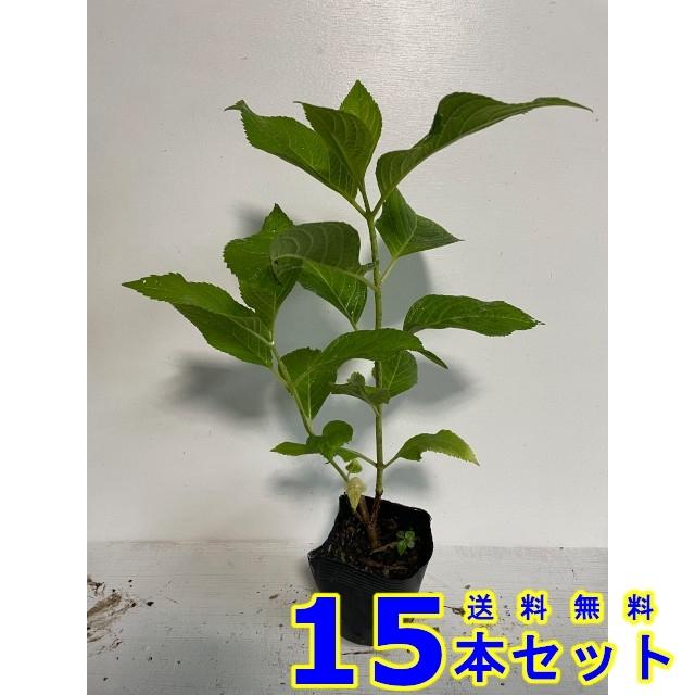 植木 アジサイ (紫陽花) 10.5ｐ 15本 樹高0.2ｍ前後 10.5ｐ 植木 苗木