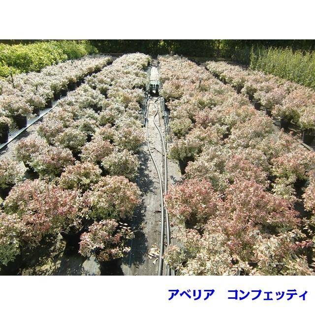 植木 アベリア コンフェッティ 斑入りアベリア 15 0ｐ 10本 樹高0 2ｍ前後 15 0ｐ 植木 苗木 シンボルツリー 生垣 007 010 猪之助商店 通販 Yahoo ショッピング