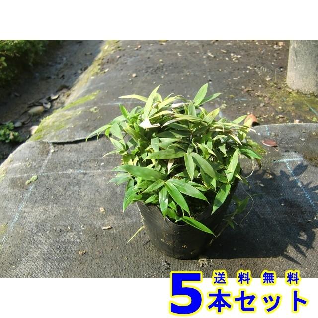 コグマザサ (小熊笹) 10.5p 5本 グランドカバー 下草 雑草予防 