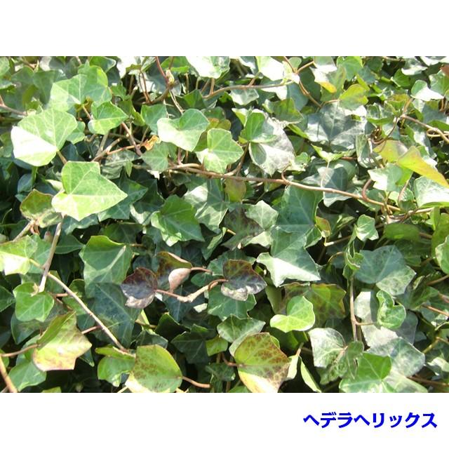 ヘデラカナリエンシス アイビー 10 5ｐ 本 オカメヅタ グランドカバー 下草 雑草予防 品質満点 オカメヅタ