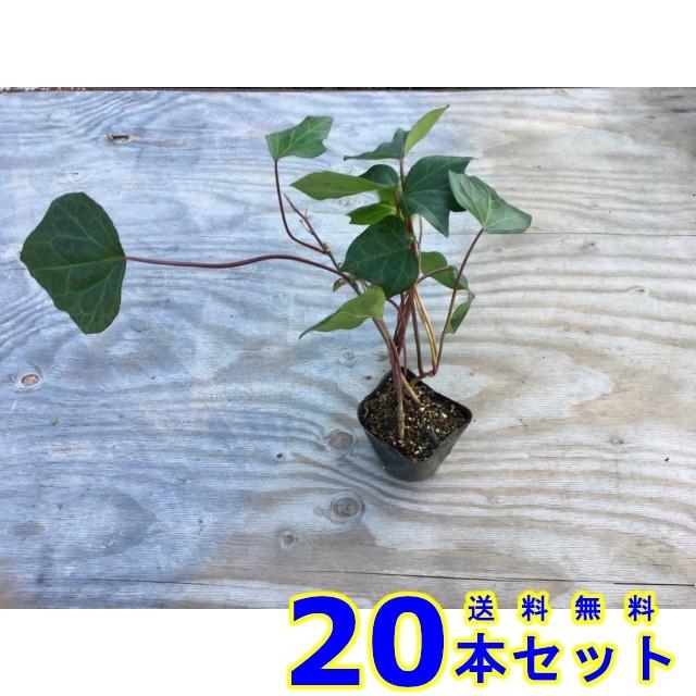ヘデラカナリエンシス アイビー オカメヅタ 10 5ｐ 本 グランドカバー 下草 雑草予防 007 0 猪之助商店 通販 Yahoo ショッピング