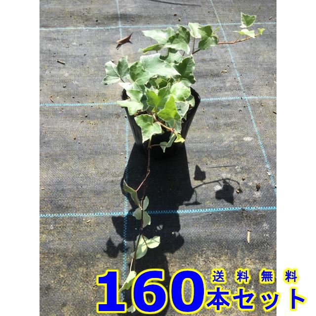 ヘデラヘリックス グレーシャー (斑入りセイヨウキヅタ・アイビー)  10.5ｐ          160本      グランドカバー　下草　雑草予防